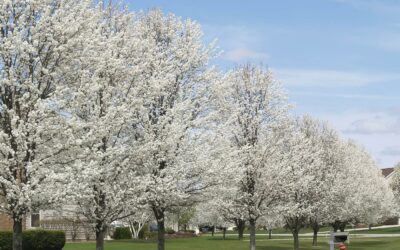 Invasive and Odorous: The Bradford Pear Problem
