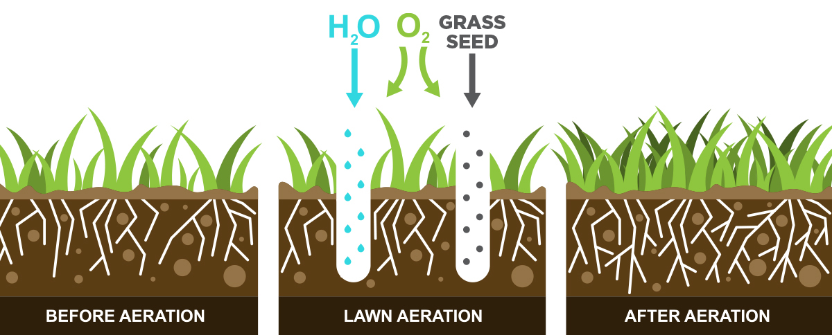 A visual representation of the aeration and overseeding process
