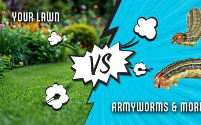 Armyworms Invade Wichita, Are You Ready for Battle?