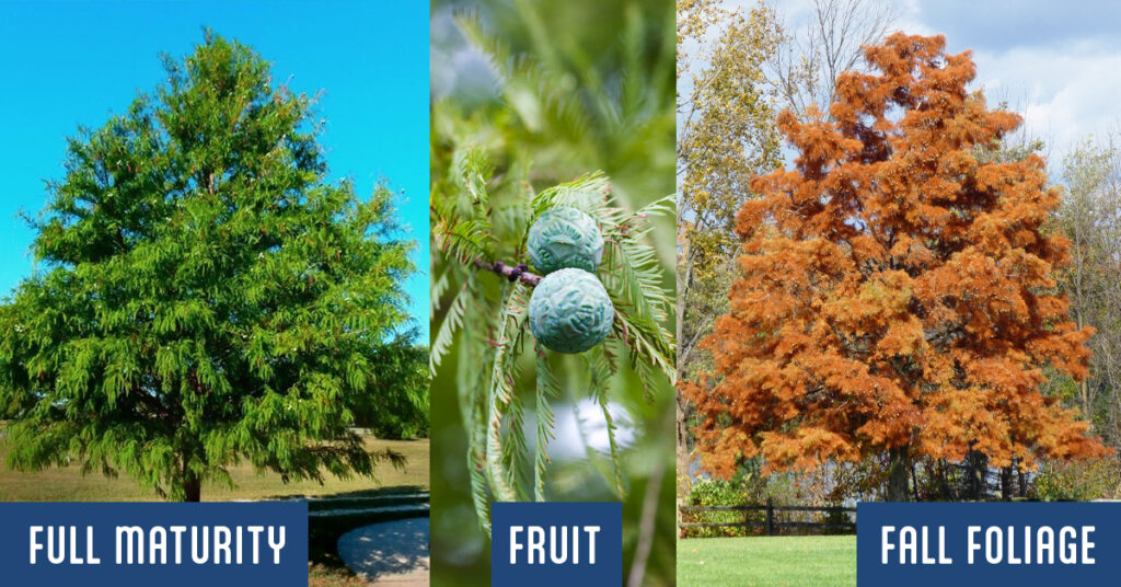 Bald Cypress trees provide great shade and unique fruit to bring wildlife to your yard in Wichita Kansas