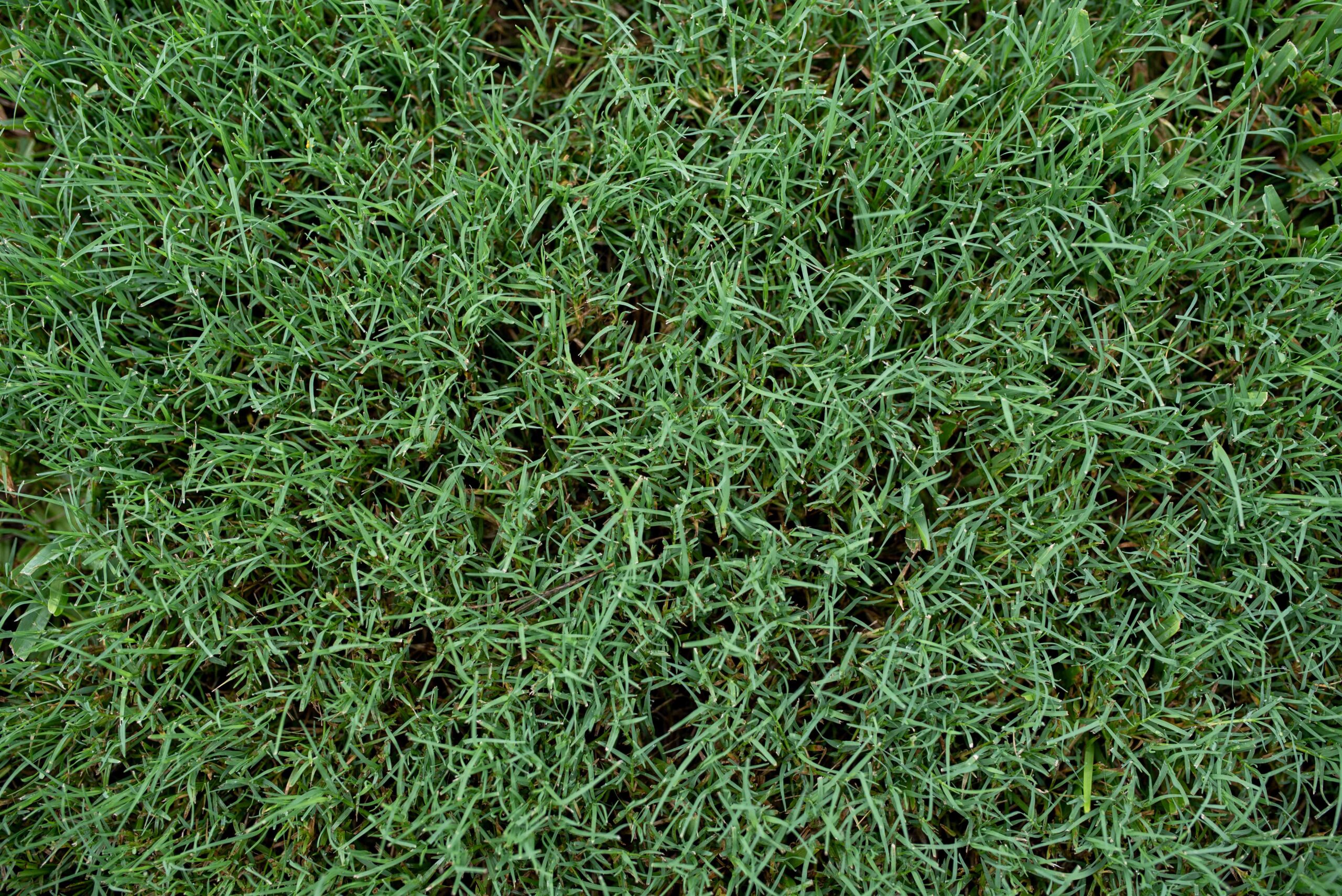 Bermudagrass is native to Kansas and thrives in Wichita’s climate