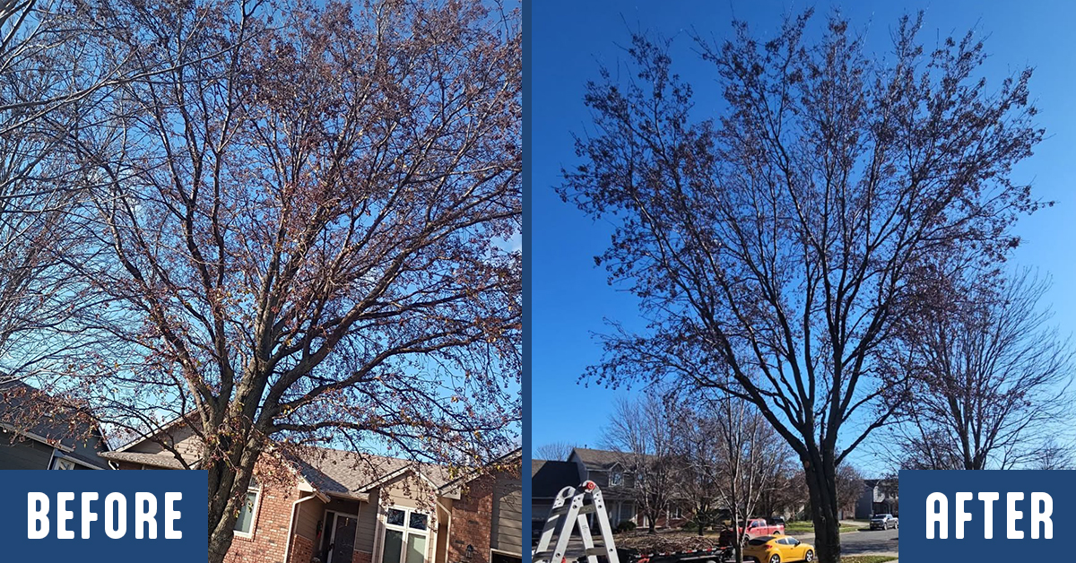 Bradford Pear Tree trimming before and after photos