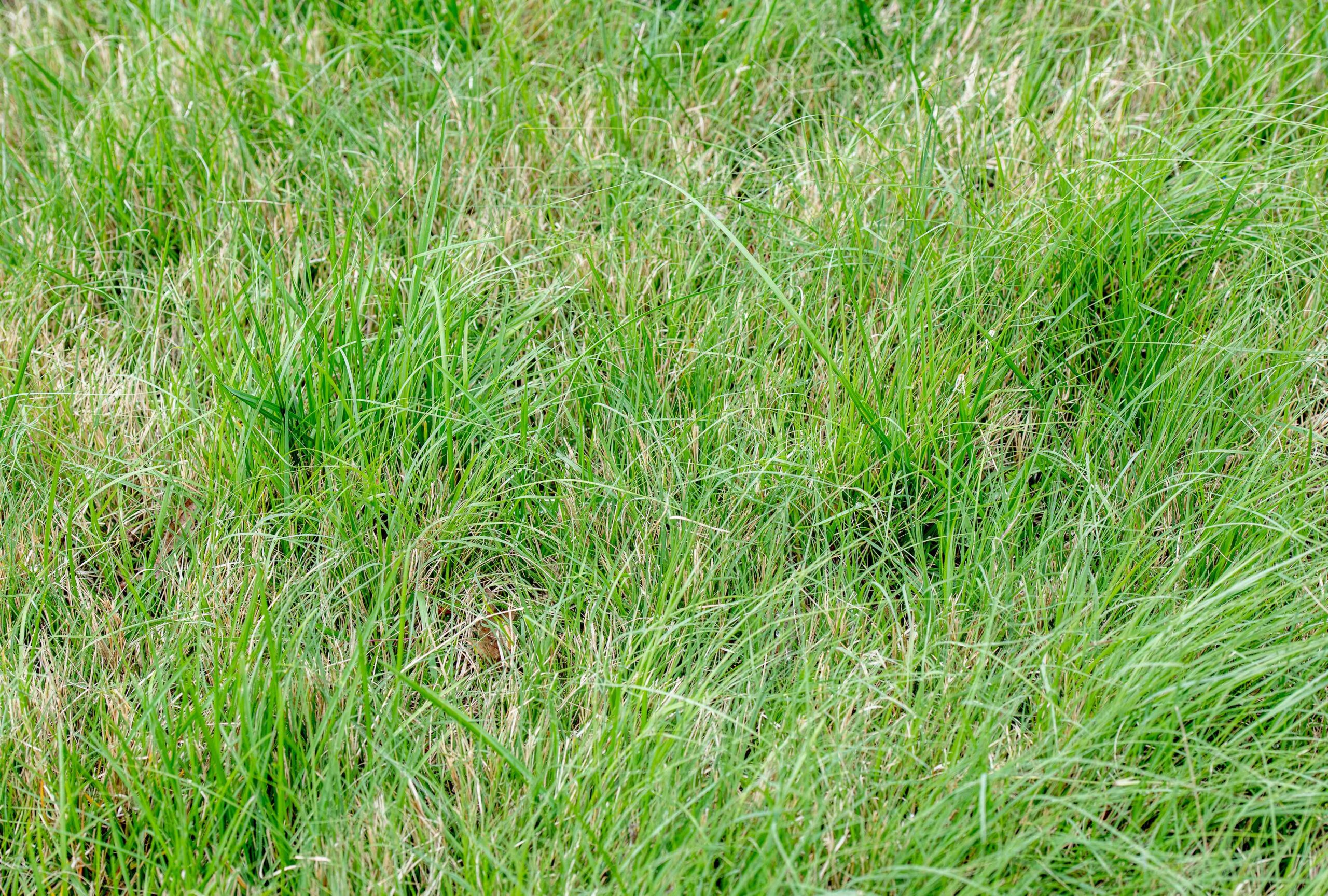 Buffalograss is an easy-to-maintain hardy alternative to a fescue grass lawn