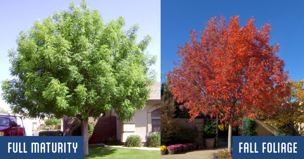 Chinese Pistache tree and fall foliage thrives well in Wichita Kansas