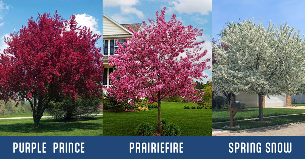 Crabapple Tree variations and foliage colors that do well in Wichita including Purple Prince, Prairiefire and Spring Snow