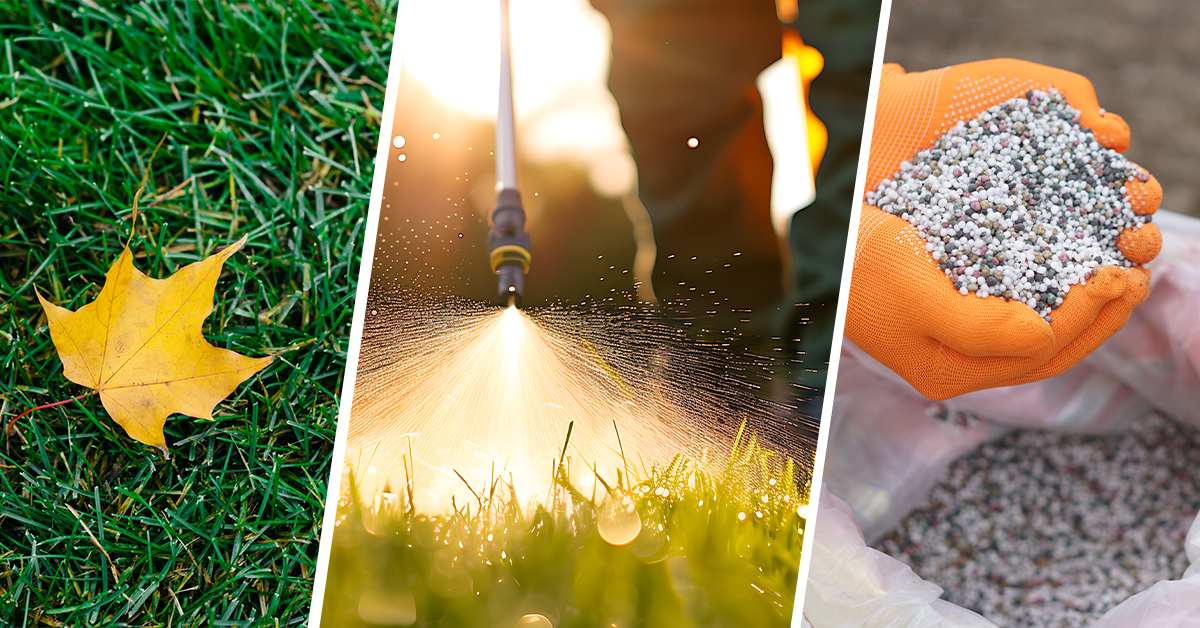 Fall weed and feed services