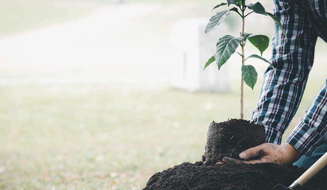 Fall is for planting trees in Wichita Kansas