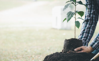 Fall is the Prime Time to Plant Trees in Wichita