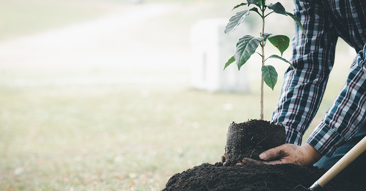 Fall is for planting trees in Wichita Kansas