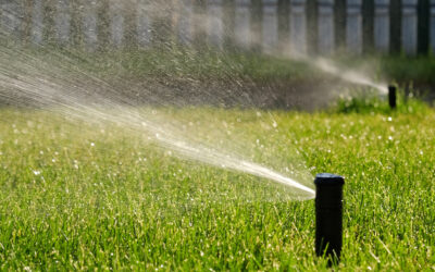 Keep Your Lawn Lush and Green While Saving Water
