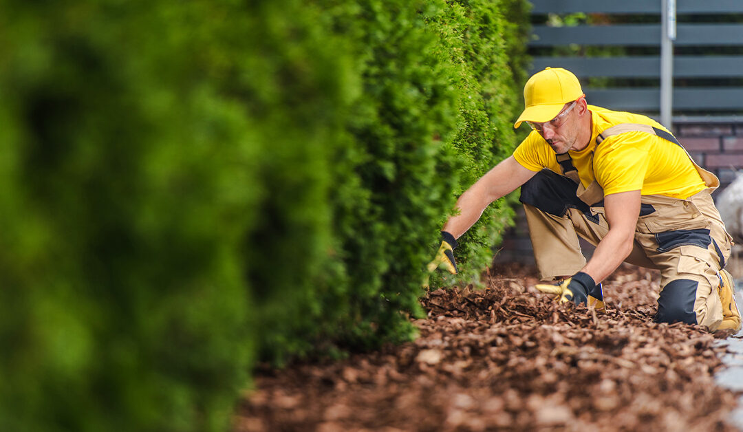 Mulching is the magic to refreshing and preparing your landscape for winter. Learn more about the benefits of mulching and types of mulch in our blog, Mulching Magic - Why Now's the Perfect Time to Refresh Your Beds in Wichita, KS