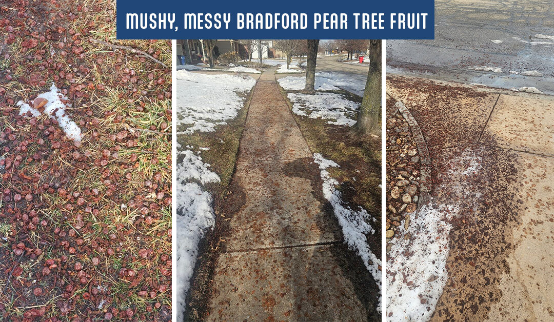 The Bradford Pear Tree Mess: Why Your Sidewalk Smells and What to Do About It