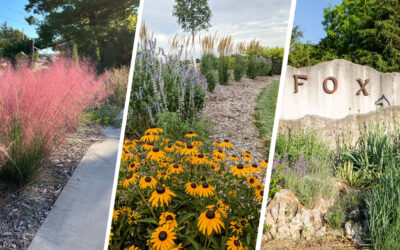 Native Plants for Kansas Landscapes: Why They Matter