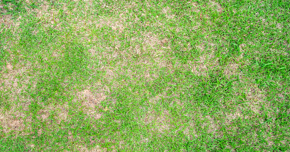 Patchy lawn in need of an aeration and overseeding