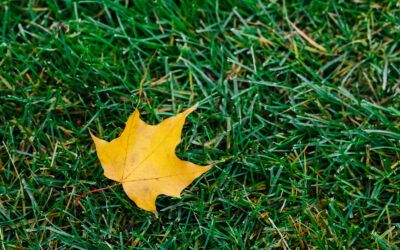 Prep Your Lawn For Next Year This Fall