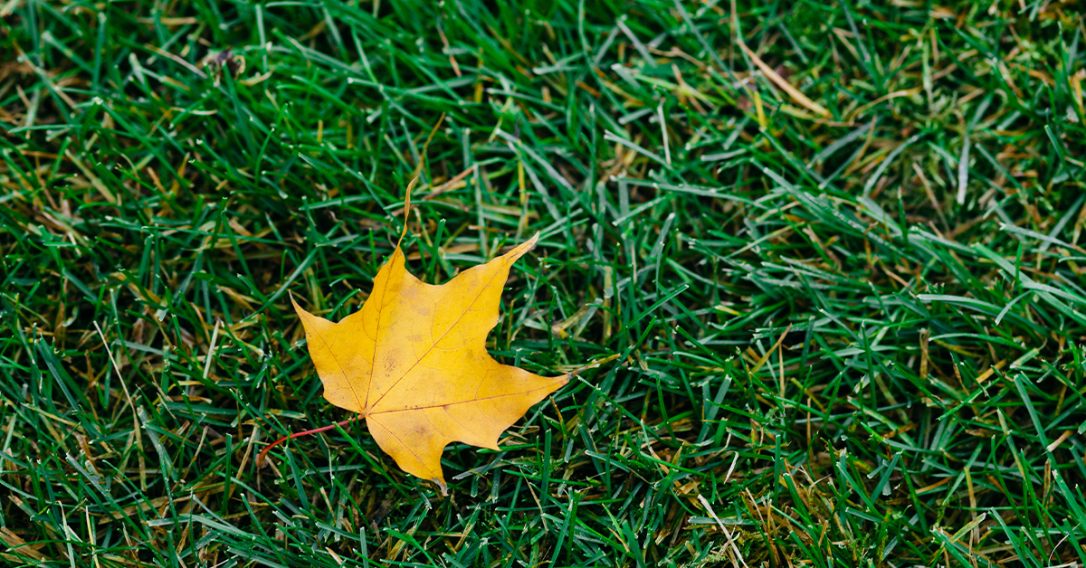 Prep your lawn for next year this fall with the help of Greenbelt Lawns