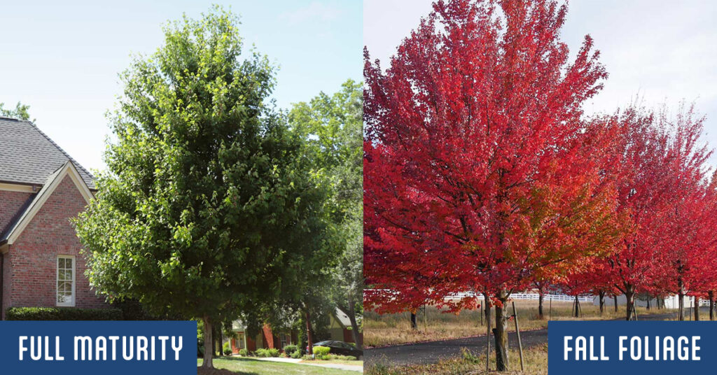 The Red Maple tree and its beautiful fall foliage survives well and looks great in Wichita Kansas upon maturity.
