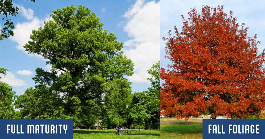 Consider planting a Shumard Oak also known as a Texas Oak tree in your yard for beautiful fall foliage and great shade for your home in Wichita Kansas