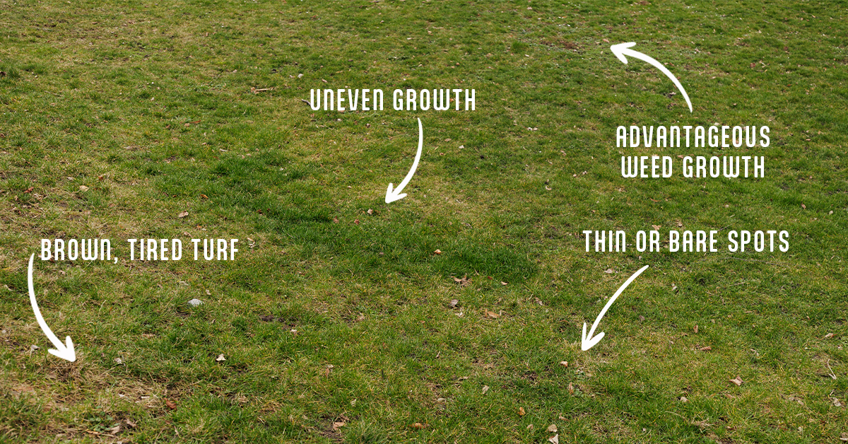 Signs that your fescue is in need of a rescue like uneven growth, dry or bare spots, advantageous weed growth, and thin spots