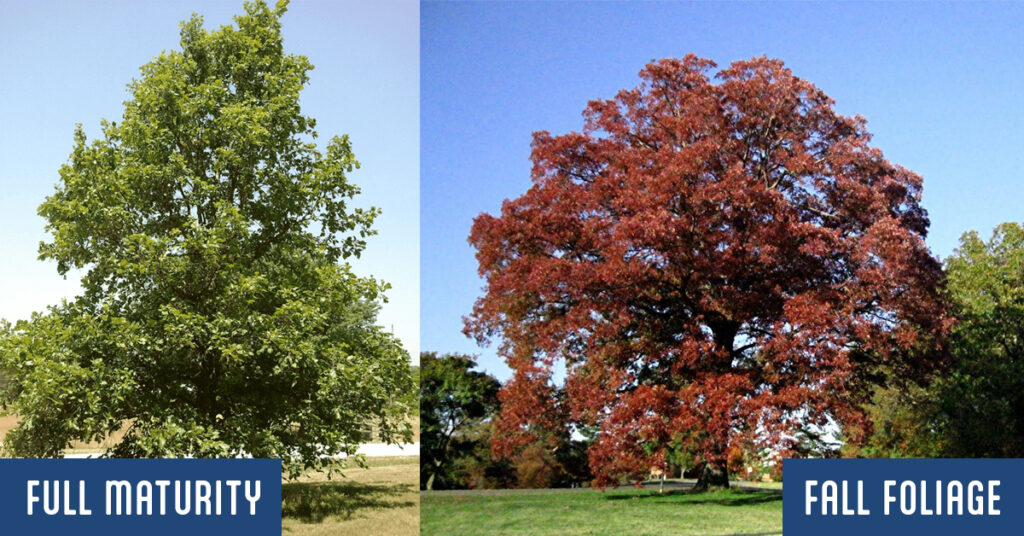 The Swamp White Oak tree looks great all year round in Wichita Kansas