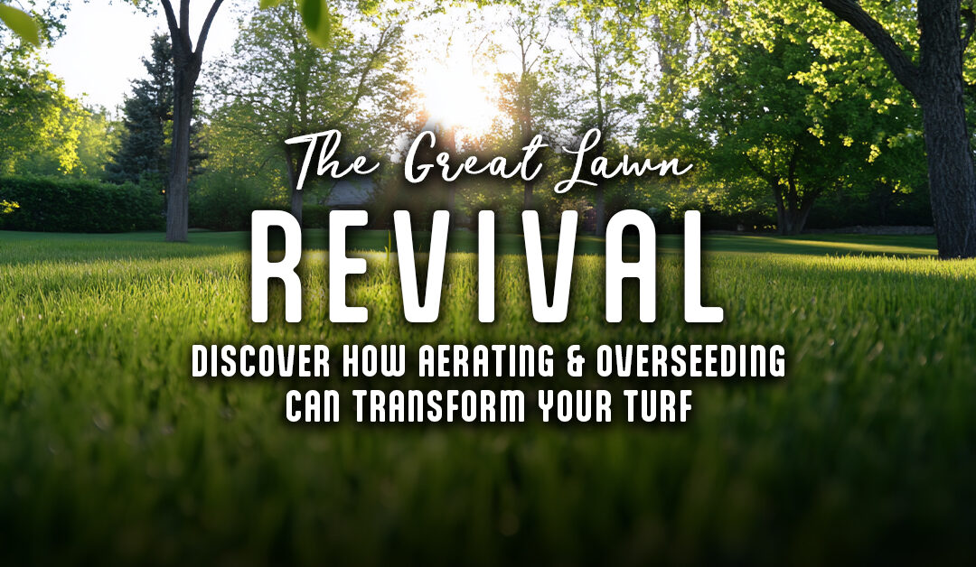 The Great Lawn Revival. Discover how aerating and overseeding can transform your turf