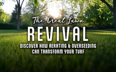 The Great Lawn Revival: How Aerating and Overseeding Can Transform Your Turf