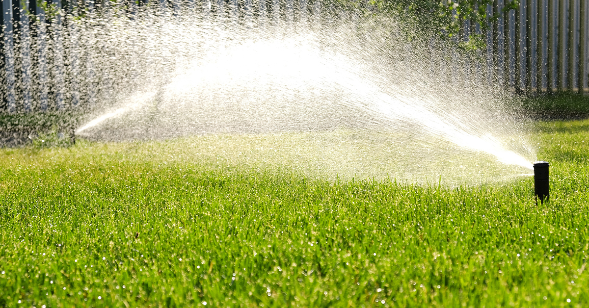Thirsty Fescue Grass requires more frequent watering than native Kansas grasses like Bermuda Buffalograss and Zoysia grass