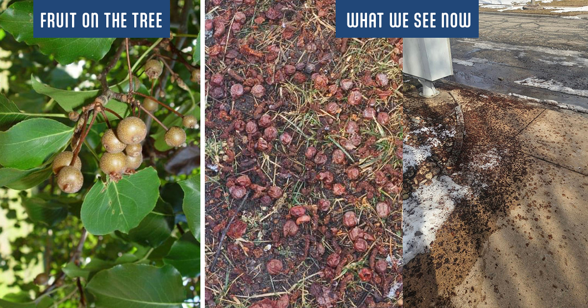 Those mushy stinky slimy brown and black fruit that are all over the ground are Bradford Pear Tree fruit