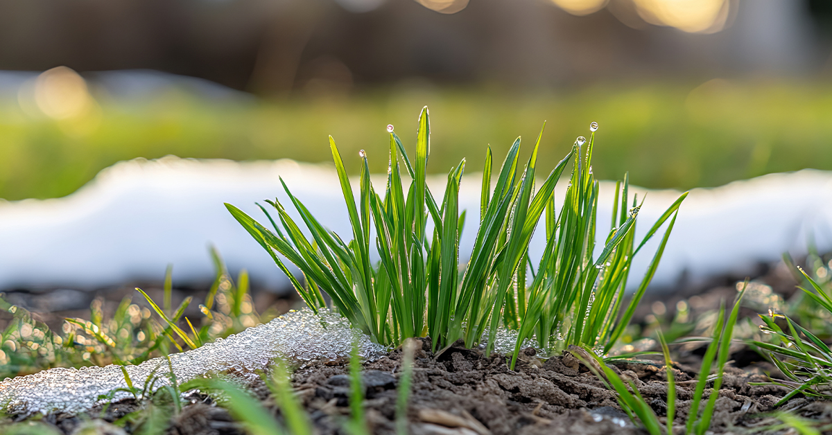 Weed-and-Feed-is-the-key-to-a-healthy-lawn-awakening Our Weed and Feed Service is the key to a healthy lawn awakening