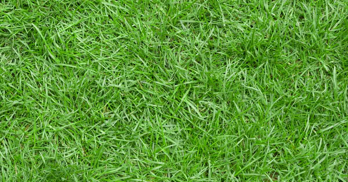 Zoysia Grass stands up well to heat, drought, and even heavy traffic making it a great option for many of Wichita’s lawns