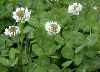 white clover
